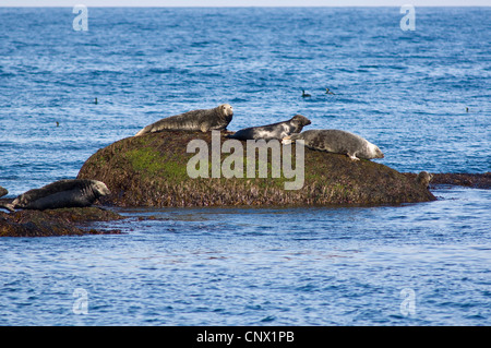 Phoque gris (Halichoerus grypus), des phoques sur les rochers à Gjesværstappan, Norvège Banque D'Images