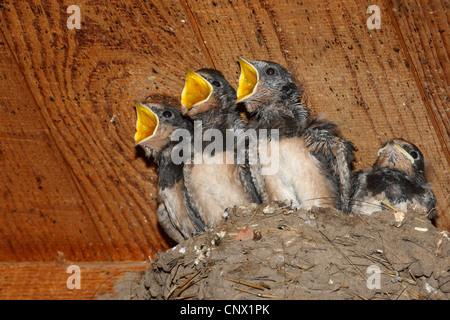 L'hirondelle rustique (Hirundo rustica), les jeunes avaler dans le nid la mendicité, Allemagne Banque D'Images