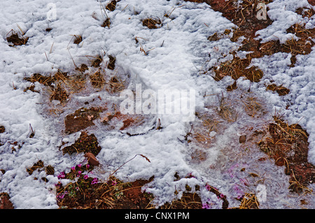 L'ours polaire (Ursus maritimus), traces d'ours polaires ou Lerneroyane Lerner, îles de l'archipel de Svalbard, Norvège, Svalbard Banque D'Images