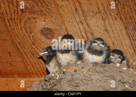 L'hirondelle rustique (Hirundo rustica), les jeunes avaler dans le nid, Allemagne Banque D'Images