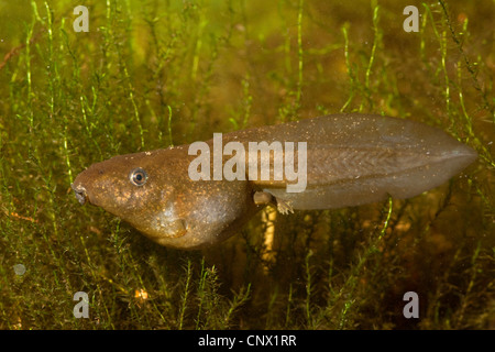 Crapaud commun, le crapaud de l'ail (Pelobates fuscus), avec de courtes pattes tadpole Banque D'Images