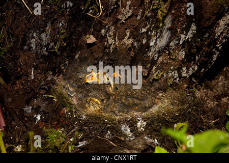 European robin (Erithacus rubecula aux abords), nichent sur le sol avec les poussins, Allemagne, Bavière, Nasenbach Banque D'Images