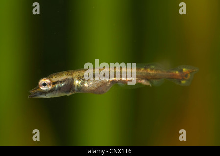 Le brochet, le grand brochet (Esox lucius), la larve, Allemagne Banque D'Images