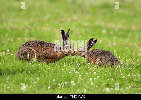 Lièvre d'Europe (Lepus europaeus), deux lièvres dans un pré d'essence à chaque d'autres, Allemagne Banque D'Images