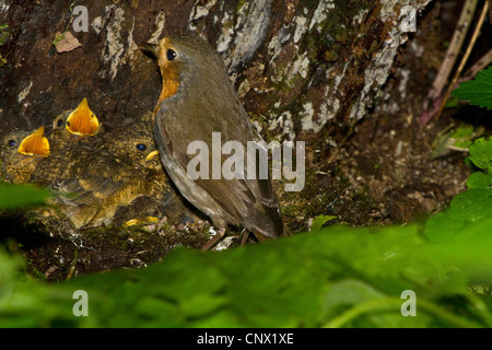 European robin (Erithacus rubecula aux abords), adulte à son nid sur le sol, avec les poussins, Allemagne, Bavière, Nasenbach Banque D'Images