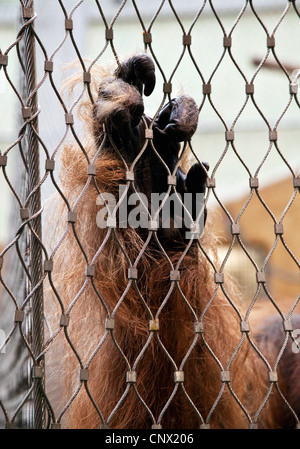 Orang-outan, l'orang-outan, l'orang-outang (Pongo pygmaeus), de la main d'un orang-outan à la clôture d'un zoo, DEU, Deutschland, la BRD Banque D'Images