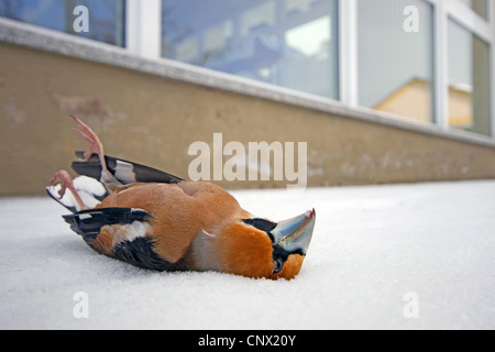 (Coccothraustes coccothraustes hawfinch), homme mort en face d'un panneau de verre Banque D'Images
