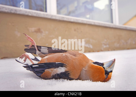 (Coccothraustes coccothraustes hawfinch), homme mort en face d'un panneau de verre Banque D'Images