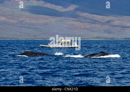 Baleine à bosse (Megaptera novaeangliae), observation des baleines, le bateau de tourisme à côté de twi baleines, USA, Hawaii, Maui Banque D'Images