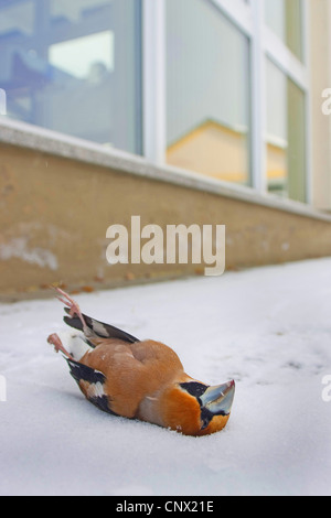 (Coccothraustes coccothraustes hawfinch), homme mort en face d'un panneau de verre Banque D'Images