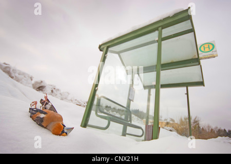 (Coccothraustes coccothraustes hawfinch), homme mort en face d'un panneau de verre Banque D'Images