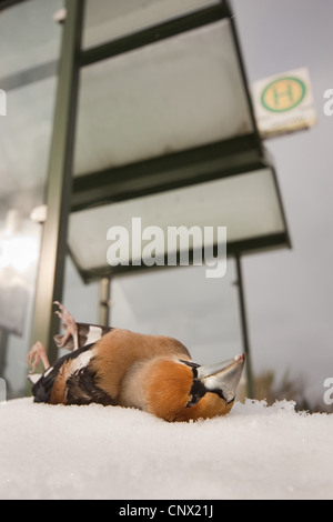(Coccothraustes coccothraustes hawfinch), homme mort en face d'un panneau de verre Banque D'Images