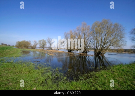 L'inondation du printemps à la rivière Oder à Zollbruecke dans le Brandebourg, l'Allemagne, l'Oderbruch Banque D'Images