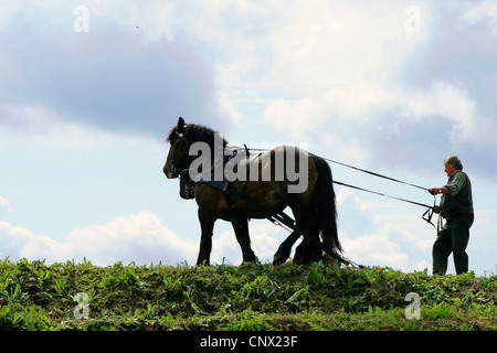 Coldblood (Equus przewalskii f. caballus), de l'équipe tirant sur tronc d'arbre, Allemagne, Brandenburg, Bad Freienwalde Banque D'Images