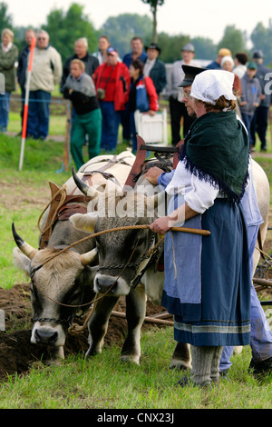 Les bovins domestiques (Bos primigenius f. taurus), l'équipe de bœufs de labour, contrôlée par femme en costume traditionnel, l'Allemagne, Brandebourg, Bad Freienwalde Banque D'Images