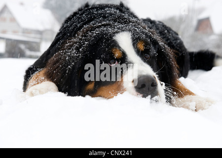 Bernois (Canis lupus f. familiaris), couché dans la neige Banque D'Images