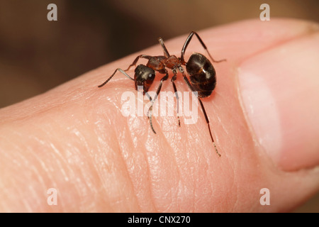 Fourmi (Formica rufa), assis sur un doigt de mordre dans la peau Banque D'Images