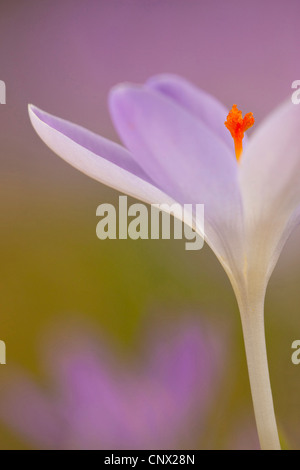 Début de crocus (Crocus tommasinianus), détail de fleurs Banque D'Images