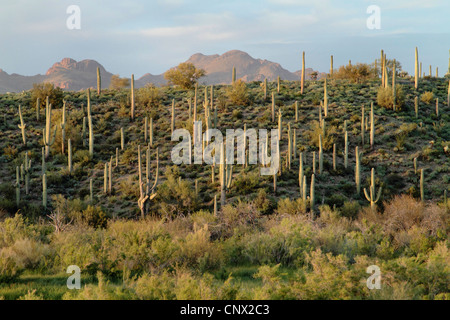 Cactus saguaro (Carnegiea gigantea, Cereus giganteus), beaucoup de cactus à une pente dans le désert, USA, Arizona, Sonora-Wueste Banque D'Images