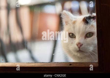 Cat à travers une fenêtre wishfully Banque D'Images