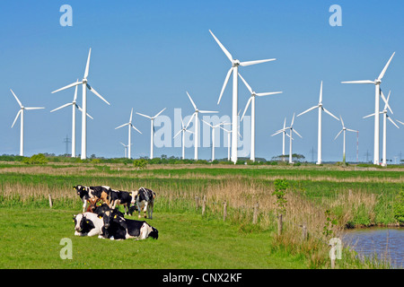 Les bovins domestiques (Bos primigenius f. taurus), dans un pâturage en face d'une centrale éolienne, l'ALLEMAGNE, Basse-Saxe, Frise Orientale, Dornum Banque D'Images