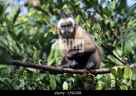 Singe Capucin brun, apella Sapajus Banque D'Images