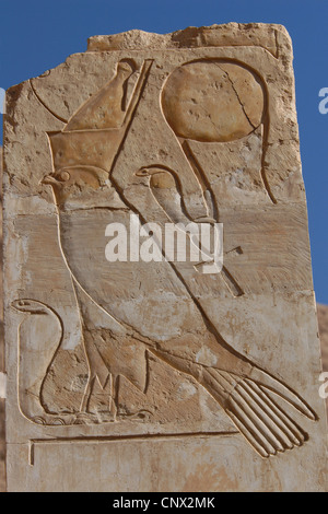 Horus dieu de l'Égypte ancienne. Soulagement dans le temple funéraire de la Reine Hatshepsout à Deir el-Bahari, près de Louxor, Egypte. Banque D'Images