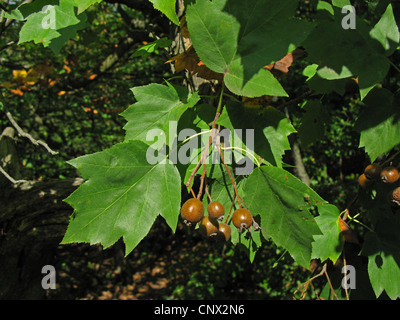 Alisier torminal (sorbus torminalis), branche avec fruits, Allemagne Banque D'Images