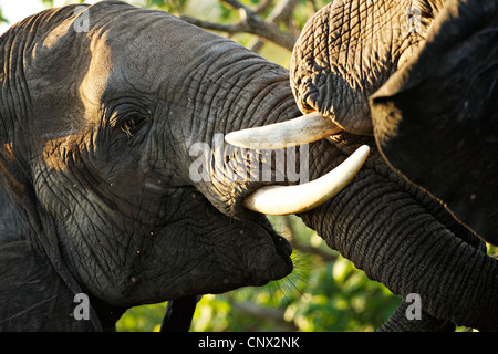 Les éléphants d'Afrique Loxodonta africana ( combat ), Kruger National Park, Afrique du Sud Banque D'Images