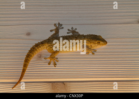 Mur commun gecko, gecko mauresque (Tarentola mauritanica), assis sur planche en bois Banque D'Images
