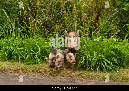 Porc domestique (Sus scrofa domestica). f, naturalisé, semer avec shoats, USA, Hawaii, Maui Banque D'Images