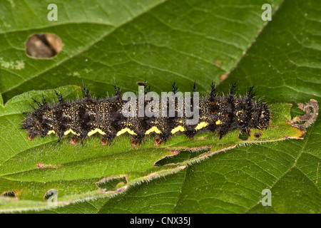 Vulcain (Vanessa atalanta), Caterpillar se nourrissent d'une feuille d'ortie, Allemagne Banque D'Images