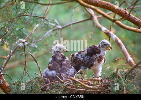 L'Autour des palombes (Accipiter gentilis), squeakers dans un nid, l'Allemagne, en Rhénanie du Nord-Westphalie, Stukenbrock Banque D'Images