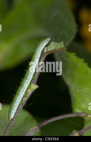 Orange-tip (Anthocharis cardamines), Caterpillar d'une orange-ipt, Allemagne Banque D'Images