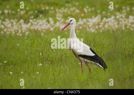 Cigogne Blanche (Ciconia ciconia), dans un pré, en Allemagne, en Hesse Banque D'Images