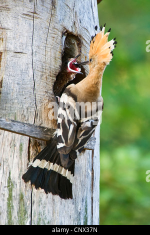 Huppe fasciée (Upupa epops), à sa cave d'élevage allaitant son poussin, Pologne, Dolnej Narwi Banque D'Images