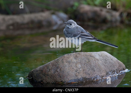 (Motacilla alba Bergeronnette pie), squeaker assis sur une pierre dans un ruisseau, Allemagne Banque D'Images