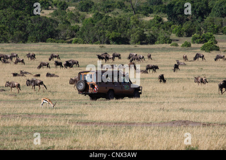 Le Gnou bleu, chat blanc, gnu-gnou barbu (Connochaetes taurinus), safari location au bord d'un troupeau, Kenya, Masai Mara National Park Banque D'Images