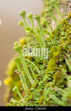 Lichen Cladonia pyxidata (coupe), avec cups sur une tige de plus en plus, l'Allemagne, Rhénanie-Palatinat Banque D'Images