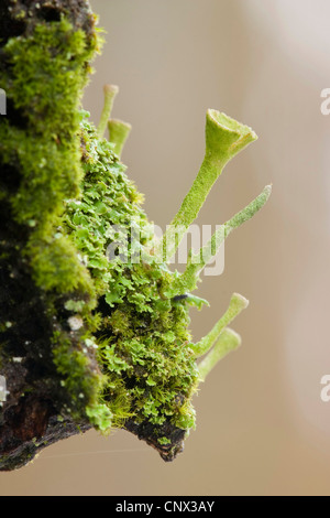 Lichen Cladonia pyxidata (coupe), avec cups sur une tige de plus en plus, l'Allemagne, Rhénanie-Palatinat Banque D'Images