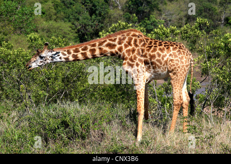 Girafe (Giraffa camelopardalis), freeding de buissons dans la savane, Kenya, Masai Mara National Park Banque D'Images