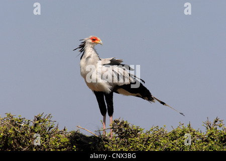 Oiseau secrétaire, Sagittaire (Sagittarius serpentarius serpentarius), assis sur un arbre haut, Kenya, Masai Mara National Park Banque D'Images