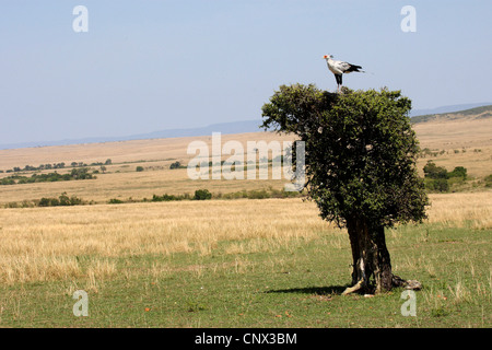 Oiseau secrétaire, Sagittaire (Sagittarius serpentarius serpentarius), assis sur le dessus d'un seul arbre dans la savane, Kenya, Masai Mara National Park Banque D'Images