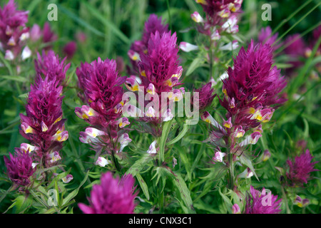 Vache champ-blé (Melampyrum arvense), la floraison, la Hongrie, l'Zempliner Gebirge Banque D'Images