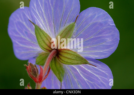 Géranium sanguin (Geranium pratense meadow), vue de calyx, Allemagne, Thuringe Banque D'Images