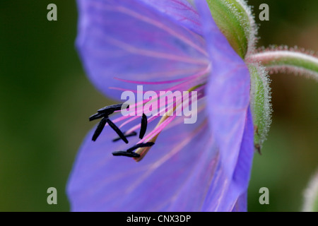 Géranium sanguin (Geranium pratense meadow), l'endurance, l'Allemagne, Thuringe Banque D'Images