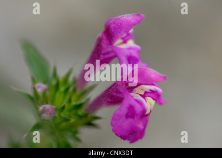 À feuilles étroites ortie royale rouge, ortie royale (Galeopsis angustifolia), des fleurs, de l'Allemagne, Thuringe, Eichsfgeld Banque D'Images