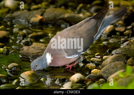 Pigeon ramier (Columba palumbus), boire de l'eau d'un ruisseau, Suisse, Sankt Gallen, vallée du Rhin, Rheineck Banque D'Images