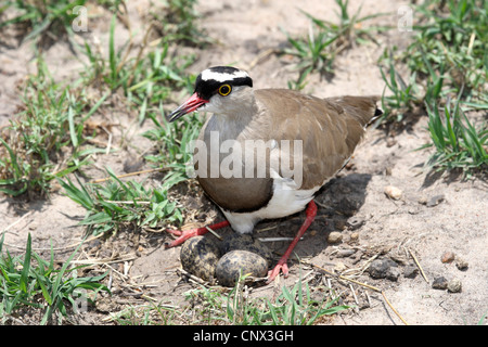 (Vanellus coronatus couronné), au nid sur le sol sableux, Kenya, Masai Mara National Park Banque D'Images