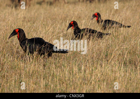 Calao terrestre du sud (Bucorvus leadbeateri), trois oiseaux en quête de nourriture marche à travers l'herbe savane sèche côte à côte, Kenya, Masai Mara National Park Banque D'Images